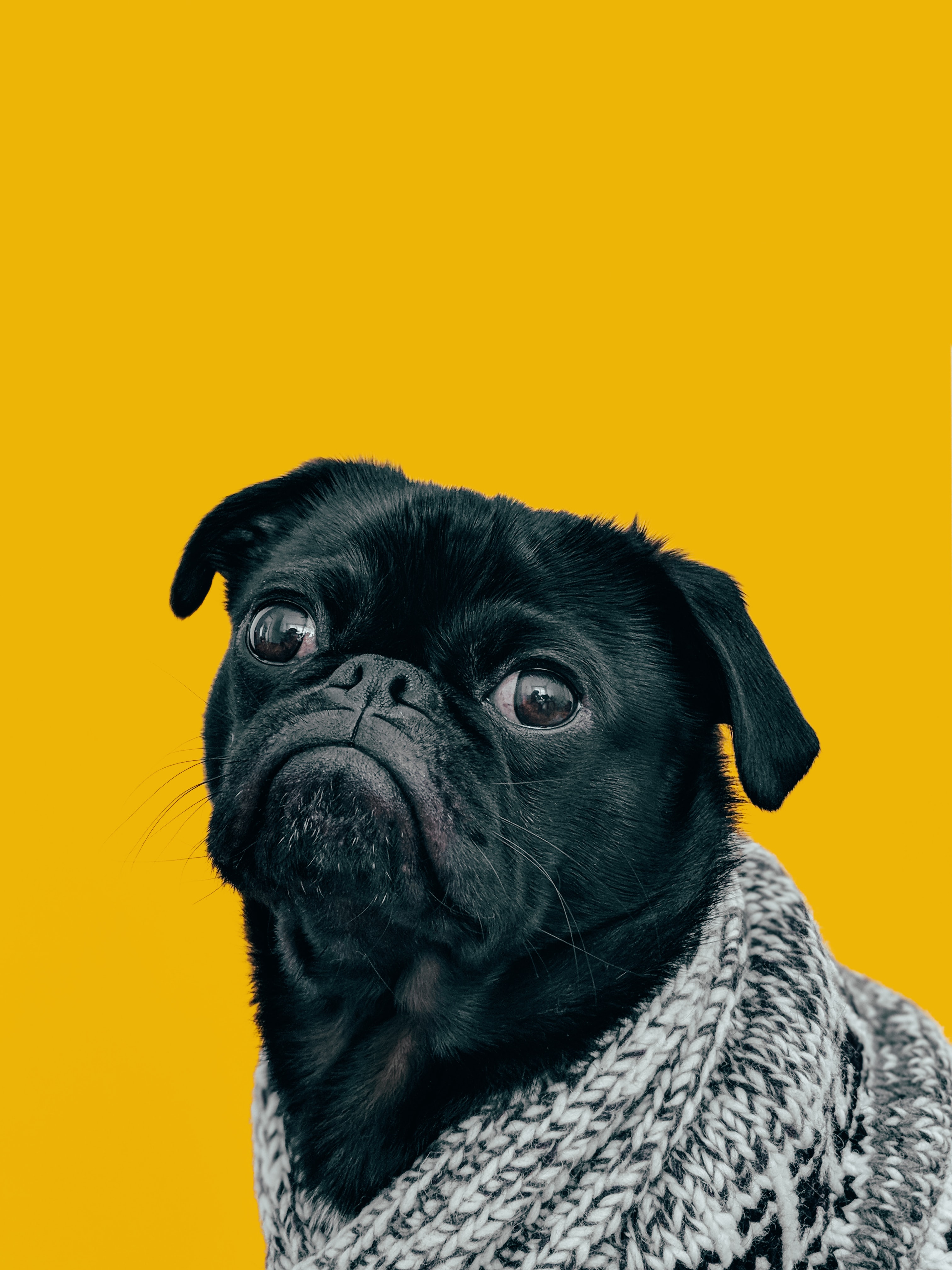 Picture of a pug.
